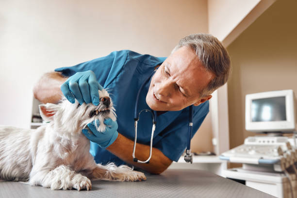 Best Urgent Dental Care in Stewartville, AL